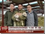 Китайцы клонировали "диетическую" овцу