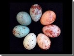 Зоологи обнаружили "гонку вооружений" в окраске птичьих яиц