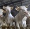Иностранец украл 18 коров в Кривом Роге