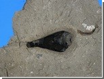 Каракатицы оказались любителями чернил старого образца