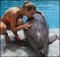 Тина Кароль напала на дельфинов. Фото