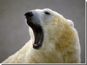 Белые медведи дичают: от голода они стали есть себе подобных
