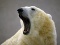 Белые медведи дичают: от голода они стали есть себе подобных
