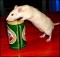 Инъекция в мозг и крыс к алкоголю не тянет
