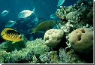 Изменение климата угрожает обитающим в коралловых рифах рыбам