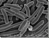      E.coli