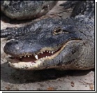 Фотограф отправил ребенка на обед крокодилу