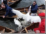 В Великобритании отменили традиционную перепись лебедей