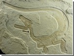 Пушистый динозавр изменил взгляд биологов на происхождение перьев
