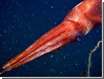 Глубоководные моллюски позаимствовали стратегию ящериц