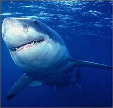 В Бразилии туристку во время купания атаковала акула. Видео