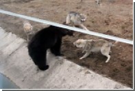 В Ярославском зоопарке на медведя напали волки