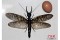 Найдено самое большое в мире летающее насекомое
