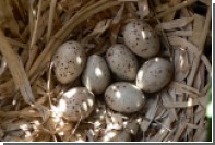 Скорлупа птичьих яиц оказалась солнцезащитным фильтром