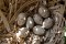Скорлупа птичьих яиц оказалась солнцезащитным фильтром