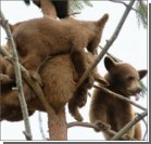 11 медведей одновременно залезли на дерево. Фото