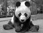 В Берлине умерла самая старая в мире панда