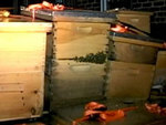 У жителя Нью-Йорка конфисковали три миллиона пчел