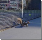 Белка остановила теннистный матч US Open. Видео