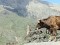 Житель Северной Осетии взял коров в "заложницы"