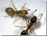 Работу заболевших муравьев взяли на себя их коллеги