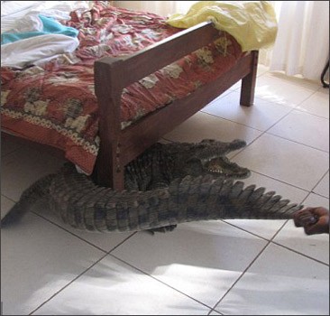 Мужчина нашел под кроватью крокодила, пролежавшего там всю ночь. Фото