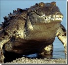 Турист две недели просидел заложником у крокодила
