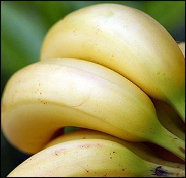 В Европу через Львов возили фаршированные кокаином бананы 