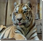 В Германии тигр загрыз смотрителя на глазах у посетителей