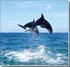 Ученые доказали, что дельфины - это разумная раса 