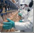 Украина станет крупнейшим производителем курятины в Европе