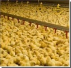 Из Украины в ЕС отправили первую партию курятины