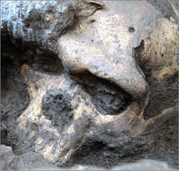 Найденный в Грузии древнейший череп может изменить представление о предках людей