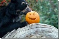Обитателей британского зоопарка накормили тыквами в честь Хеллоуина