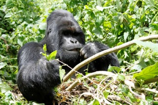 Полицейские поймали сбежавшую из лондонского зоопарка гориллу