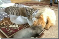 Детеныш тигра Амура подружился с хорьком