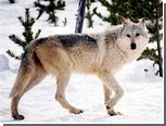 В Йеллоустоне убили "самую знаменитую волчицу в мире"