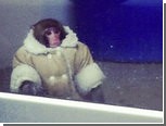 Канадскую IKEA посетила обезьяна в пальто