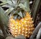 Селекционеры вывели сорт ананасов со вкусом кокосов