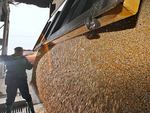Минсельхоз рассказал о двукратном росте цен на пшеницу