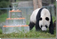 Гигантская панда напала на китайского ученого