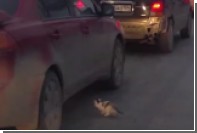 В Новосибирске мужчина спас котенка из-под колес автомобиля