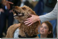 Собаки помогут пассажирам московских аэропортов бороться со стрессом