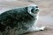 Турист пострадал от атаки тюленей в Новой Зеландии