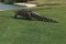 Гигантский аллигатор вернулся на поле для гольфа во Флориде