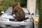 В Тасмании огромный морской котик сломал автомобиль