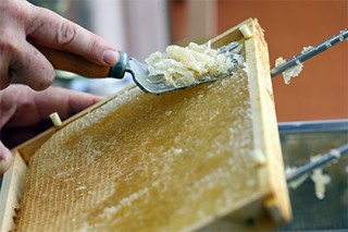 Роскачество выявило некачественный мед из четырех регионов
