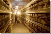 ЕС запретил экспорт птицы из Украины из-за вспышки патогена