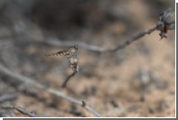 Новый вид мух-убийц обнаружили в Африке
