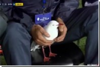 Вратарь «Сиднея» помог травмированной чайке покинуть поле во время матча